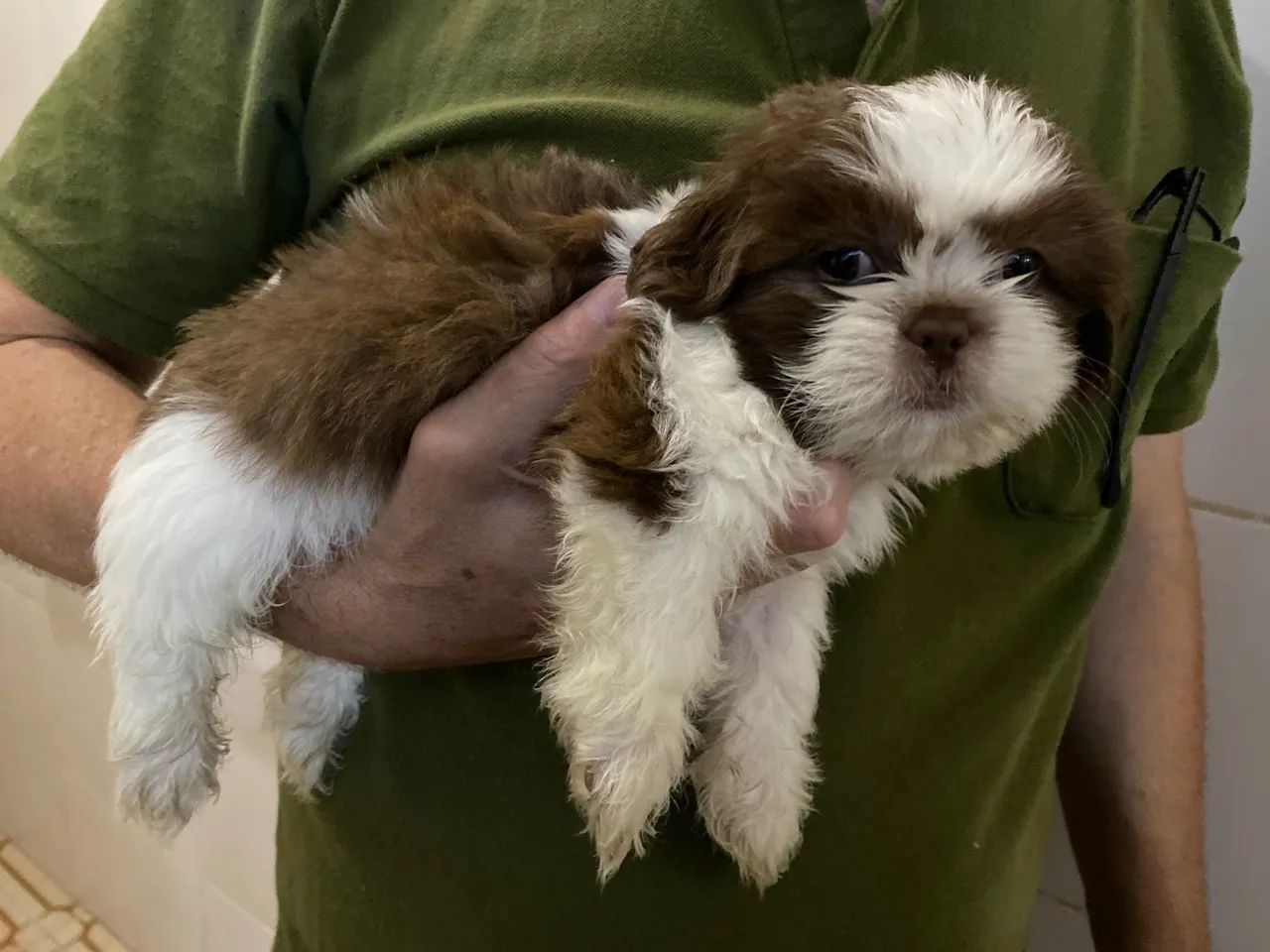 Filhote Shih Tzu - Fofinho e Carinhoso - Foto 2