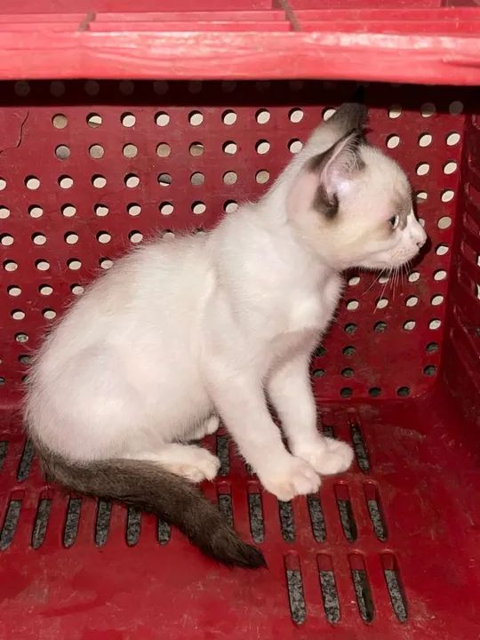 Gatinhos branco e preto, dócil e carinhoso - Foto 4