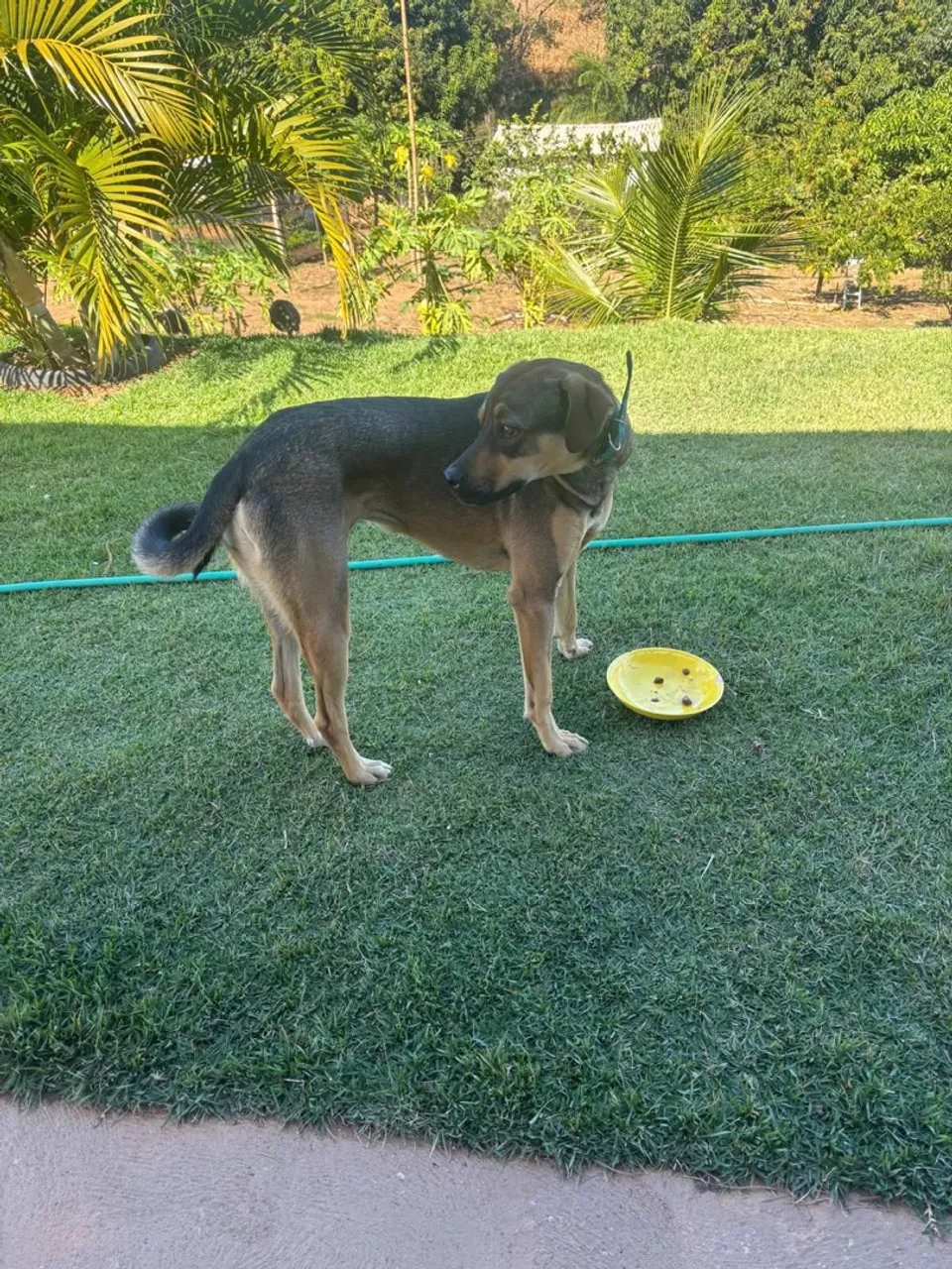 Adoção responsável de cachorro