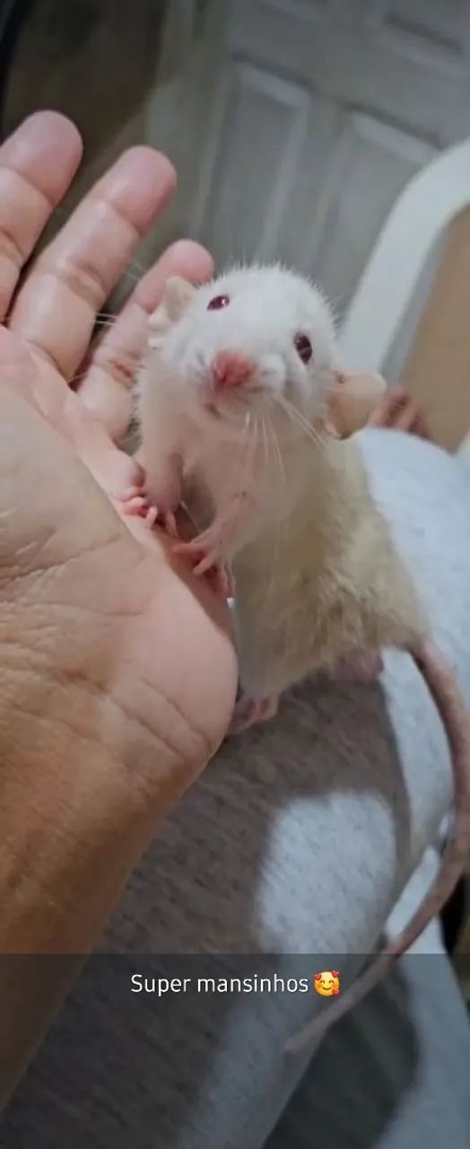 Rato Twitter para vender 