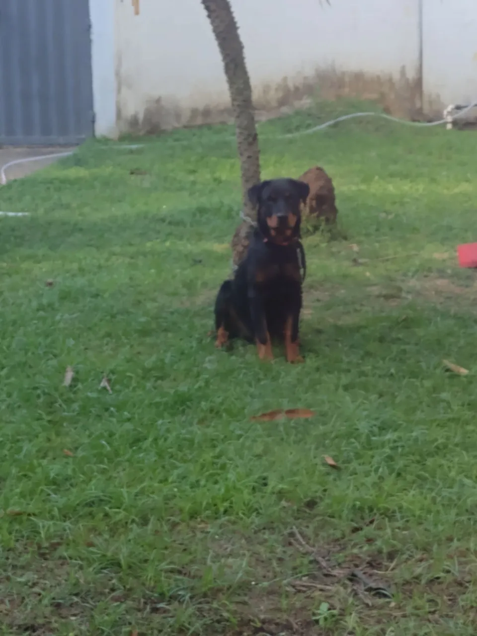 Filhote Rottweiler com 5 meses disponível