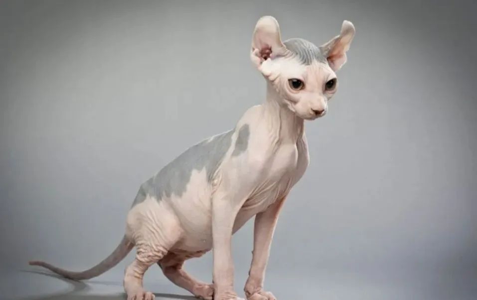 Lindos Filhotes de Gatos Sphinx/ Elf