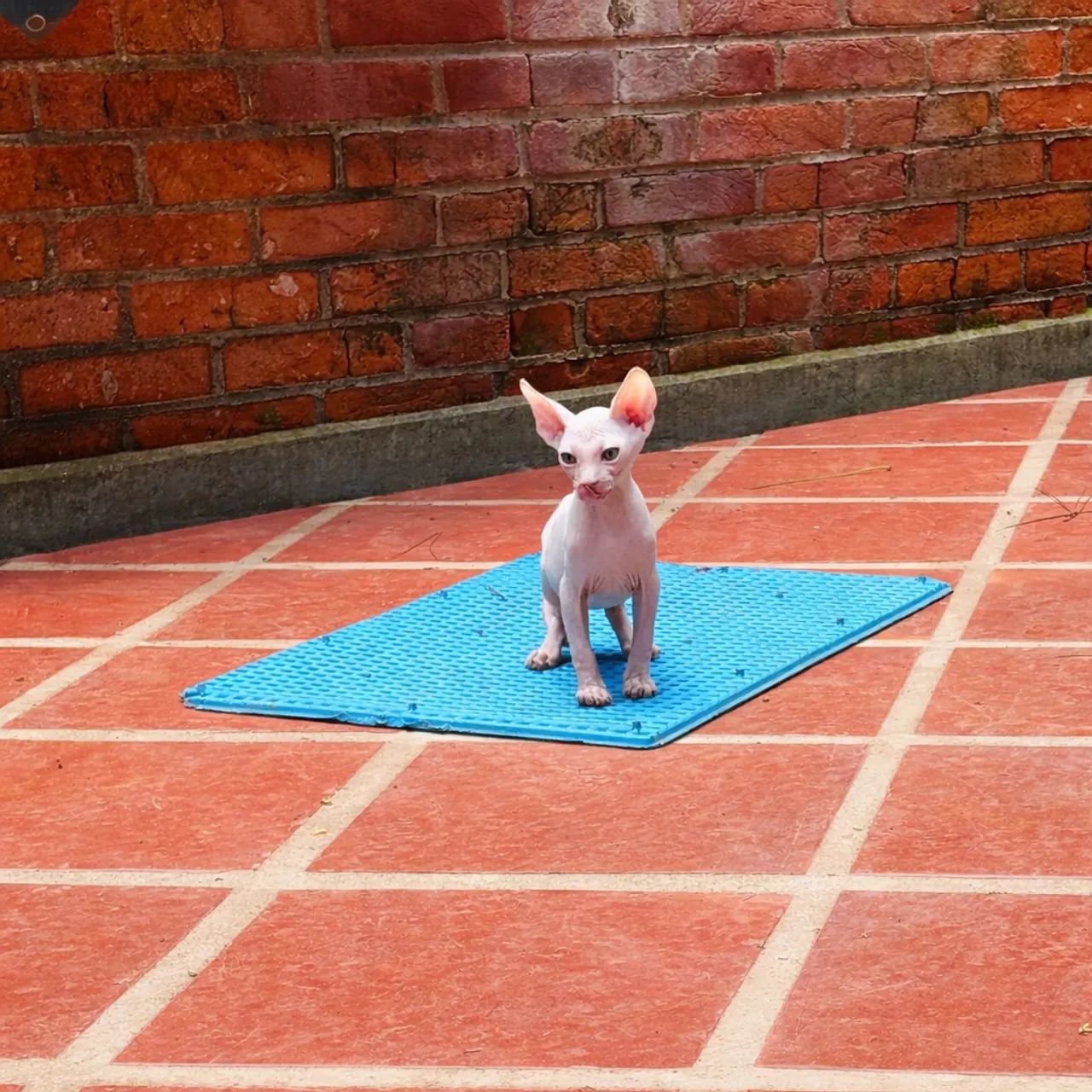 Filhotes te Sphynx Macho - Foto 2