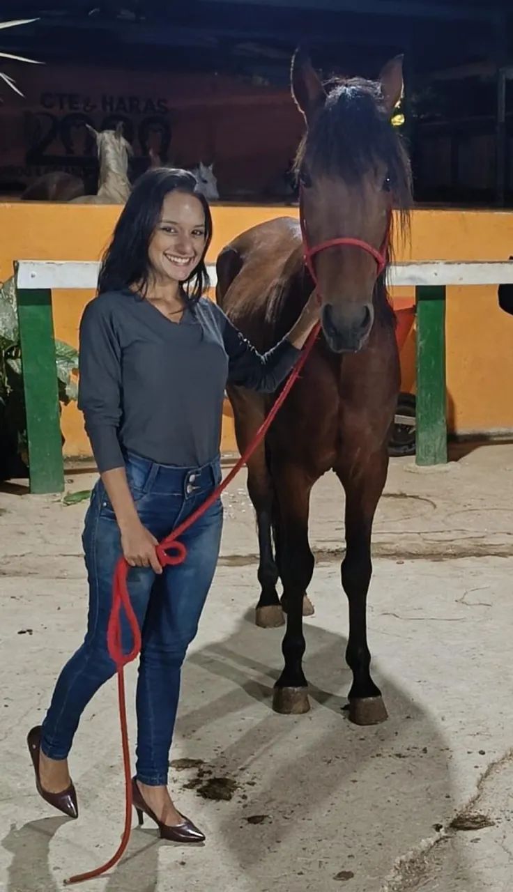 Cavalo Mangalarga - Foto 2