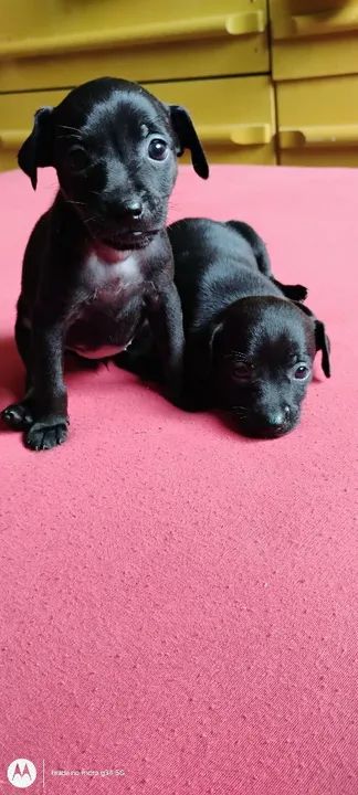 Filhotes de pinscher N °1   - Foto 4