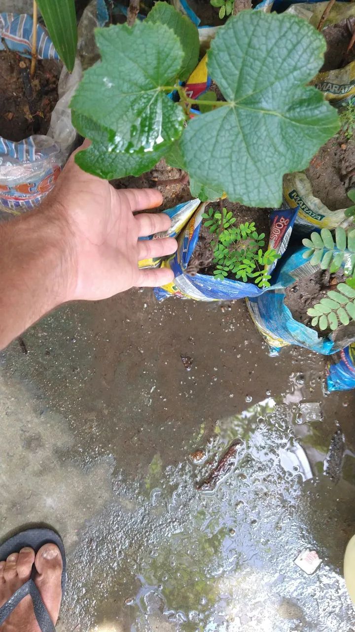 Muda de uva  - Foto 2