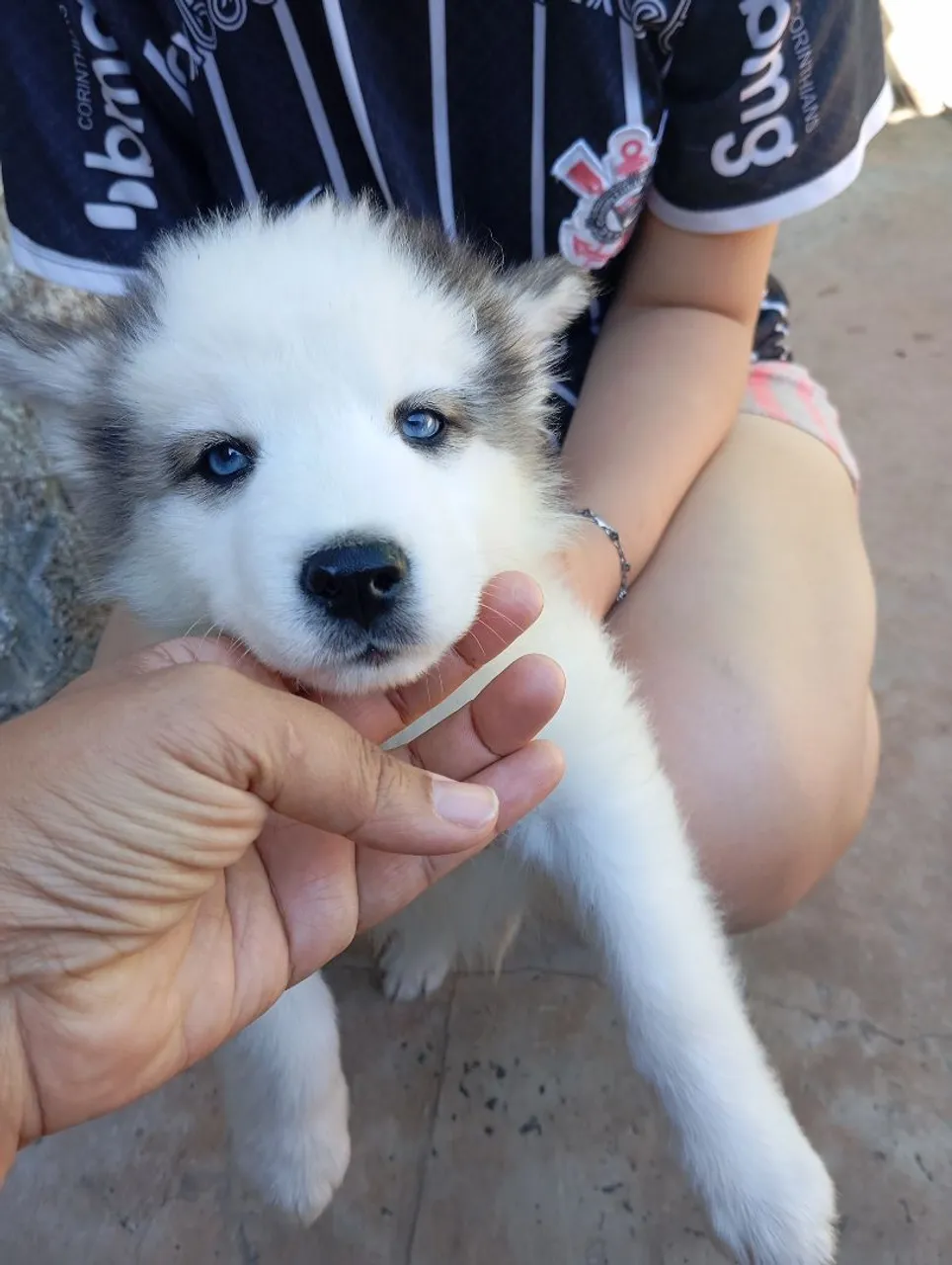 Vendo dois filhote raça husky siberiano sendo um macho e outra fêmea
