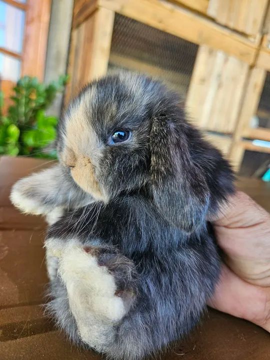 Coelho Mini Lop Uruguaio  (Filhotes) - Foto 2