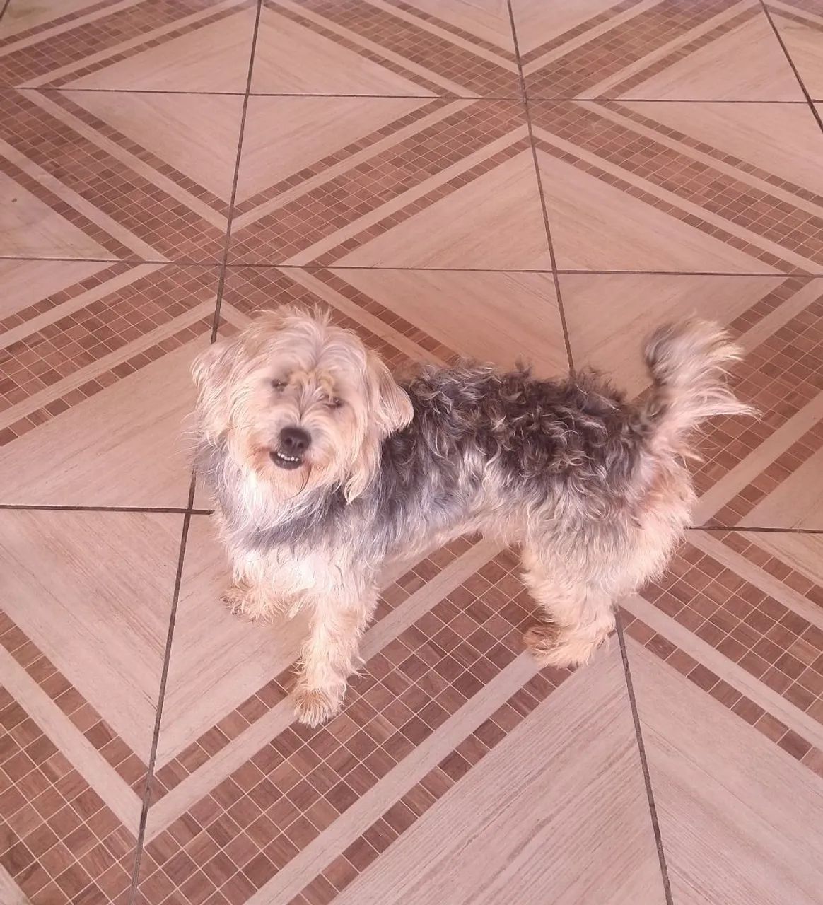 Vendo cachorros Shih Tzu - Foto 3