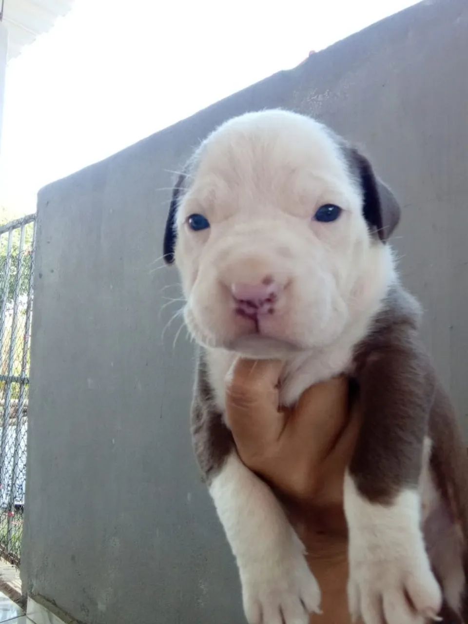 Pitbull  - Foto 3