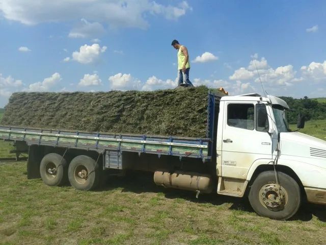 Grama Direto Da Roça - Foto 2