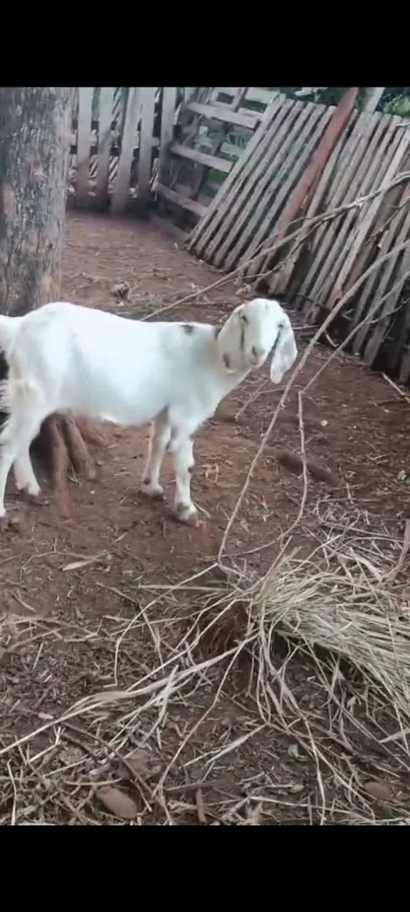 Cabrita prenha  - Foto 2