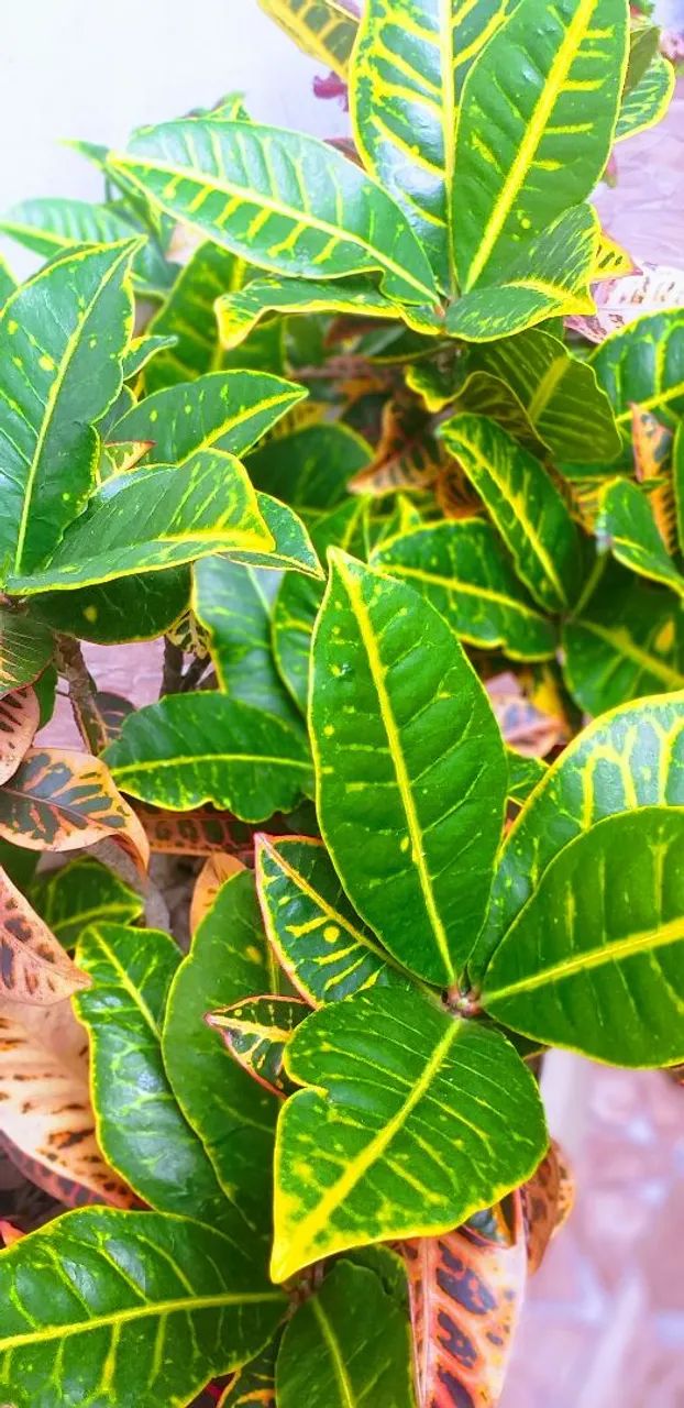 Cróton em Vaso - Foto 2