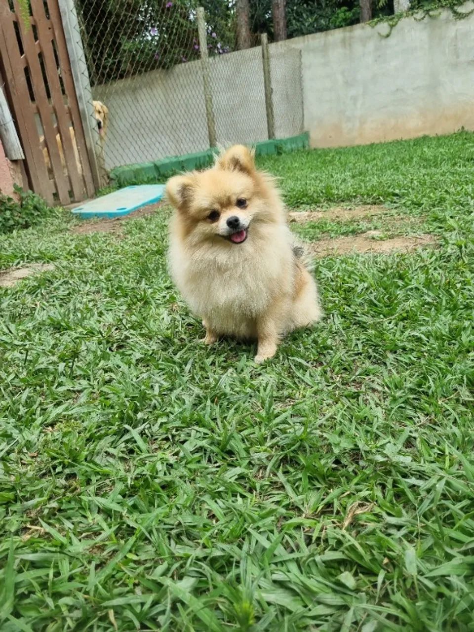 Spitz macho 9 meses - Foto 3