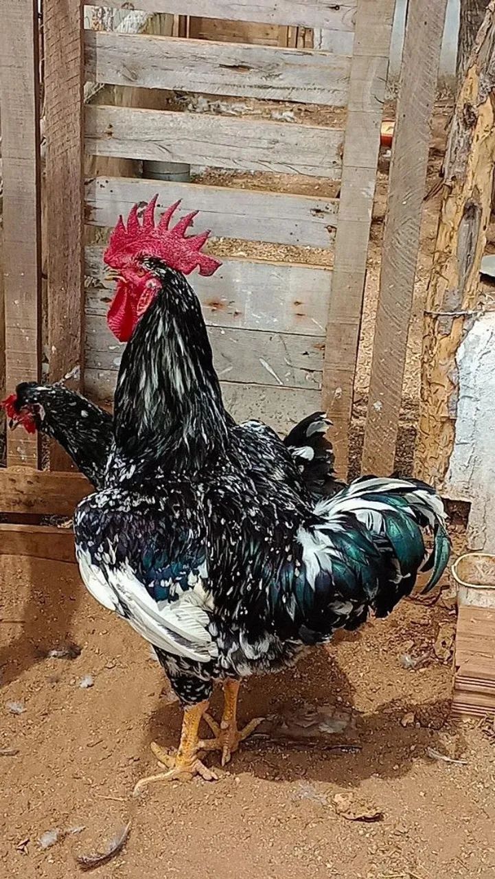 Galinha balao tradicional -  Linda plumagem! - Foto 2