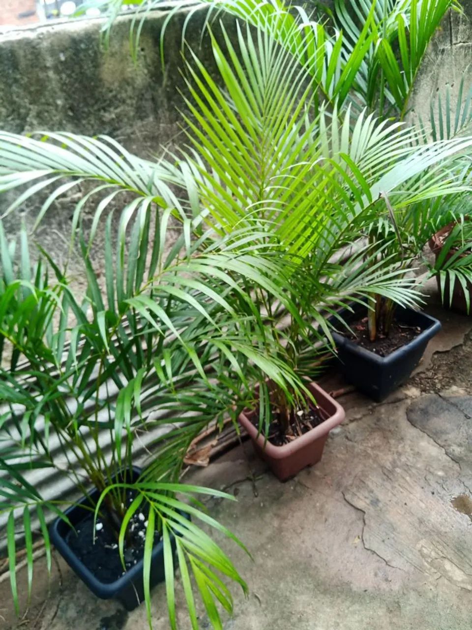 Palmeiras Areca Vaso - Decorativas e Elegantes