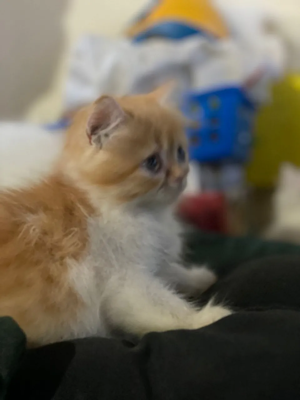 GATO PERSA BICOLOR-MARAVILHOSO