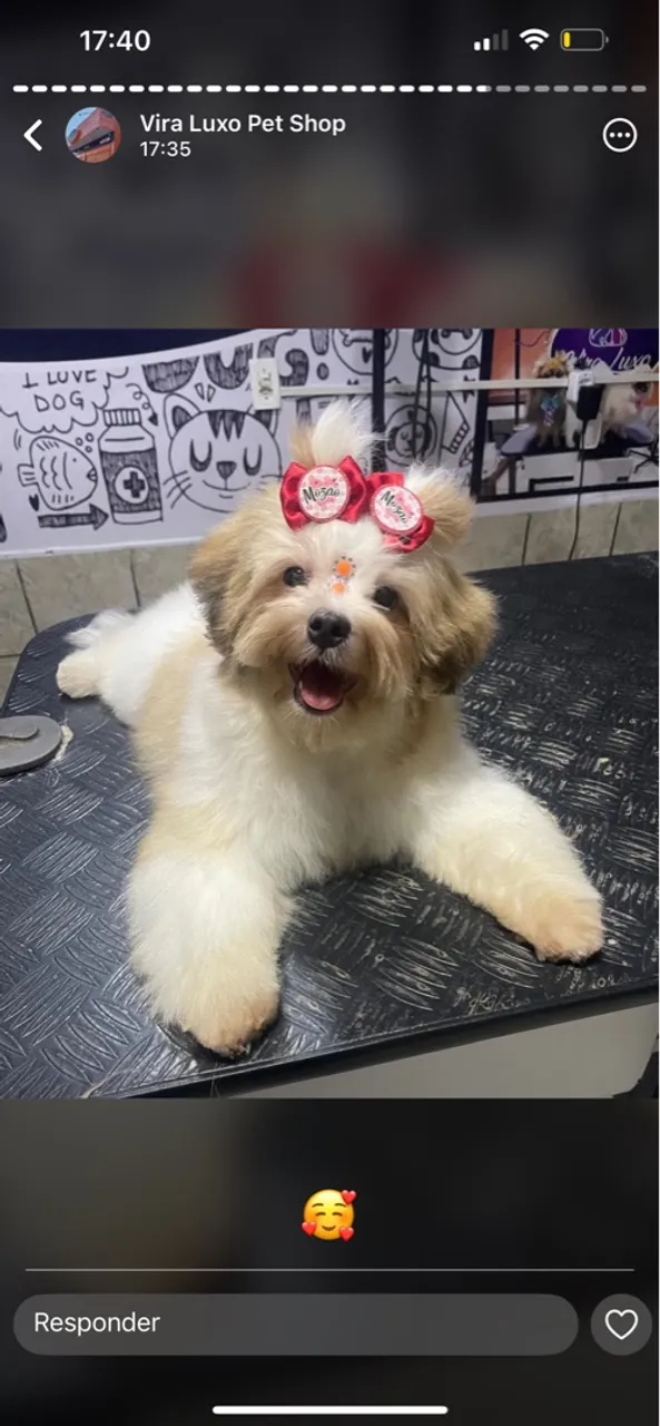 Shih Tzu