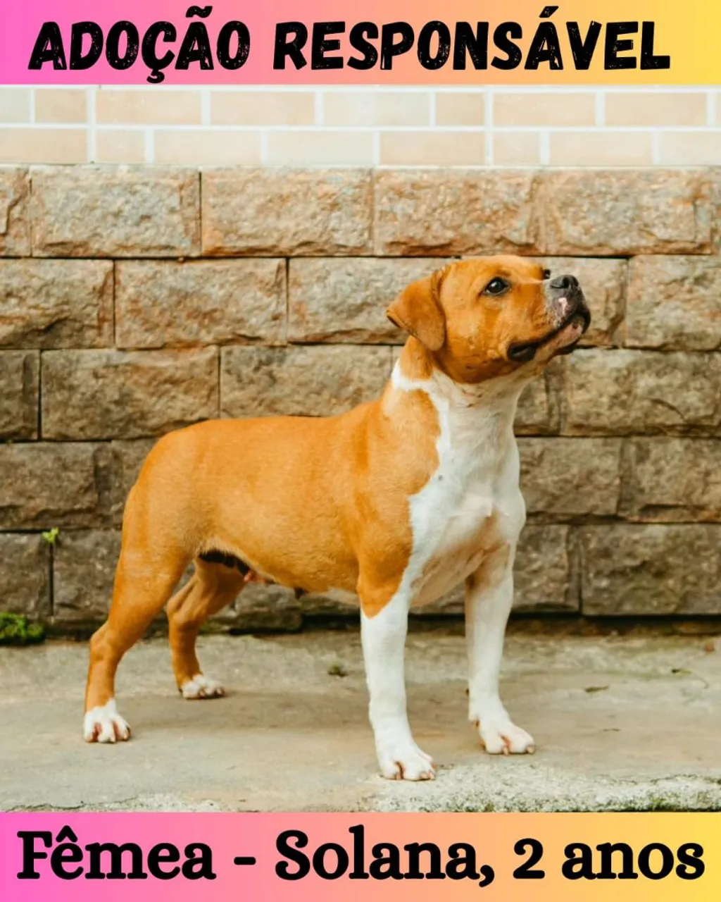Staffbulls para adoção responsável 