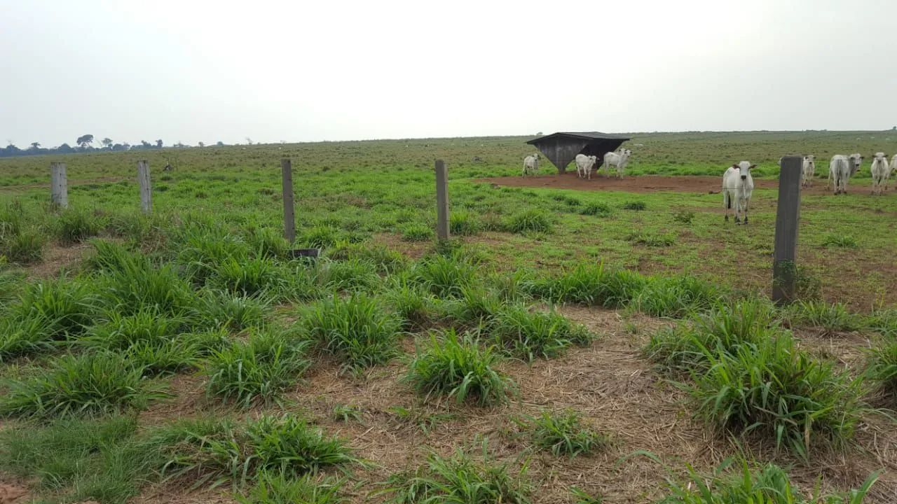 Fazenda 12.00 hect em Juína MT. 4 mil abertos 350 milhões. - Foto 4