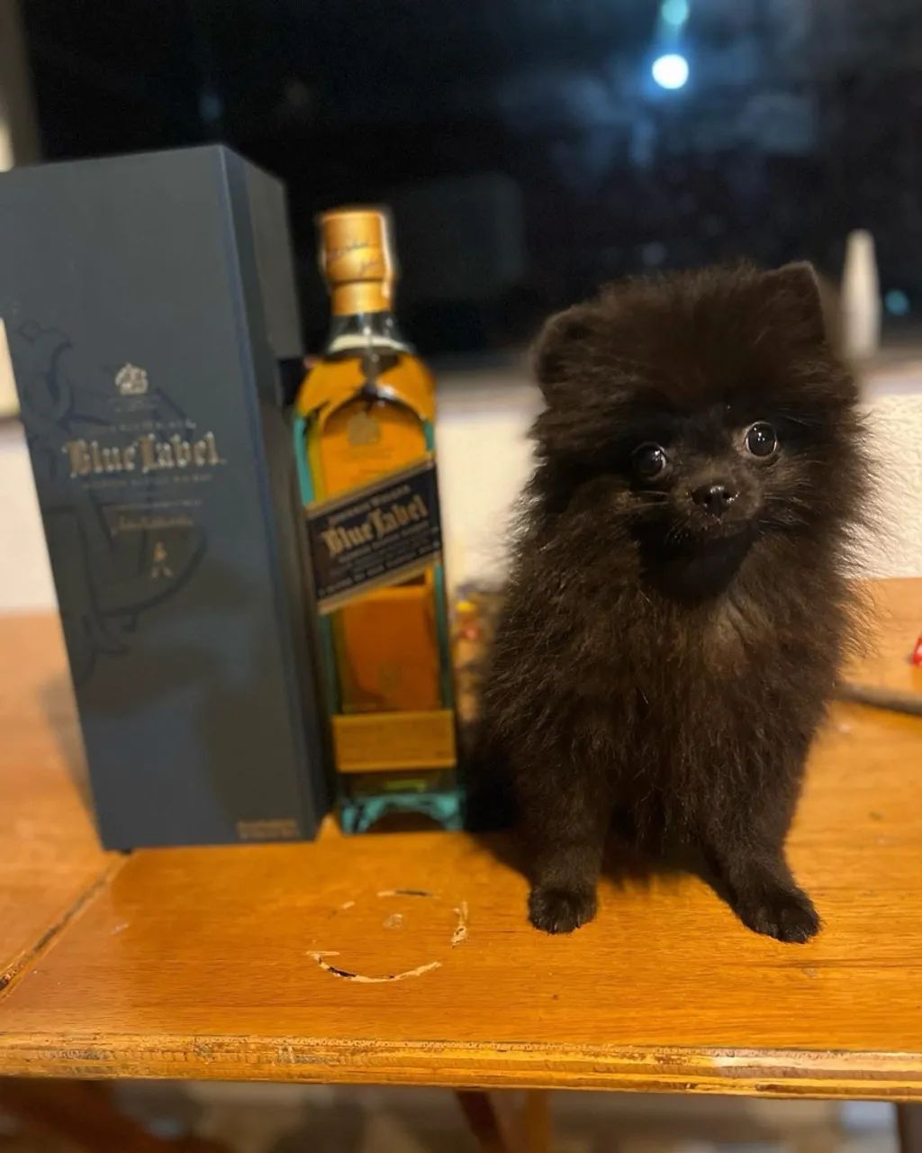 Lulu da Pomerania anao /// spitz alemao anao black fêmeas perfeita parcelamos até 18 vezes - Foto 2