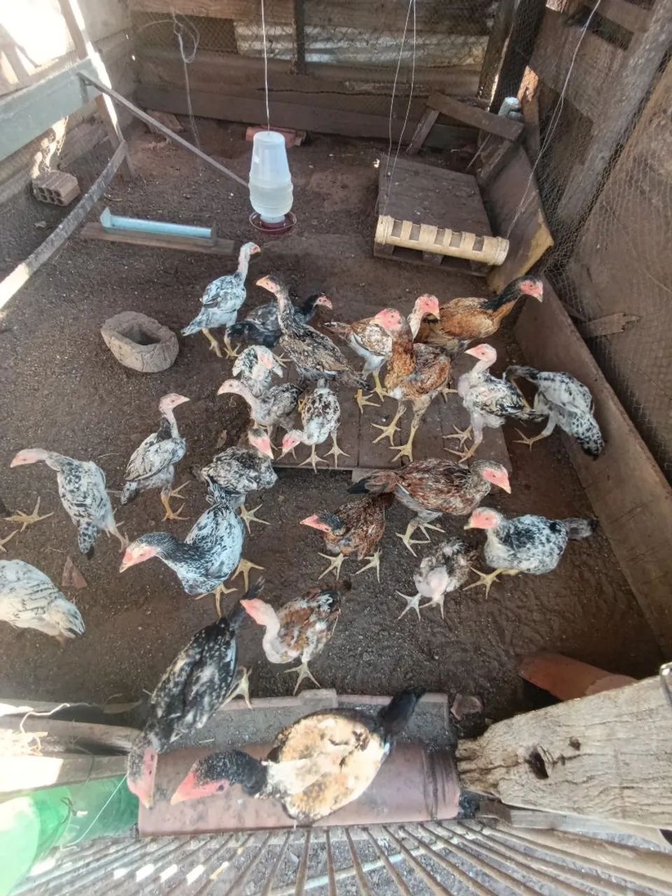 Frangos/frangas INDIO GIGANTE