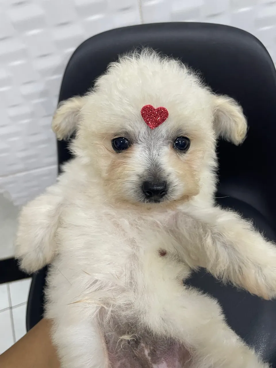 Poodle micro toy disponível