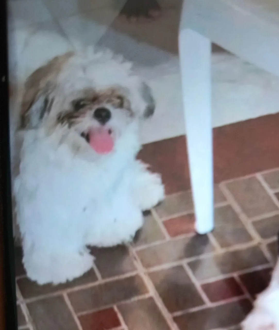 Vendo Shih Tzu puro