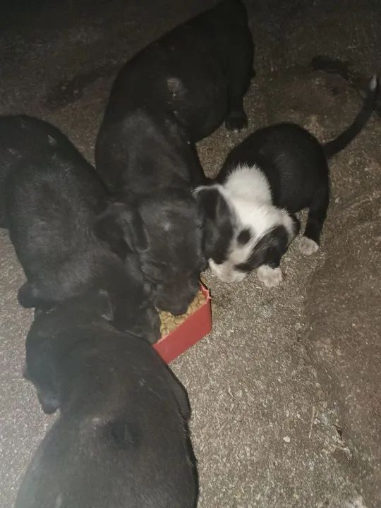 Filhotes de cachorro para adoção