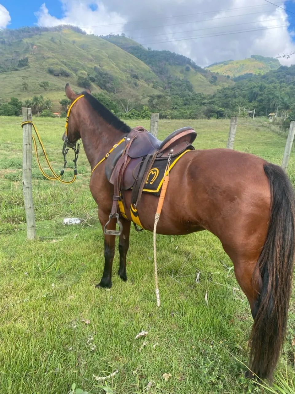 Égua Mangalarga Marchador - Foto 3