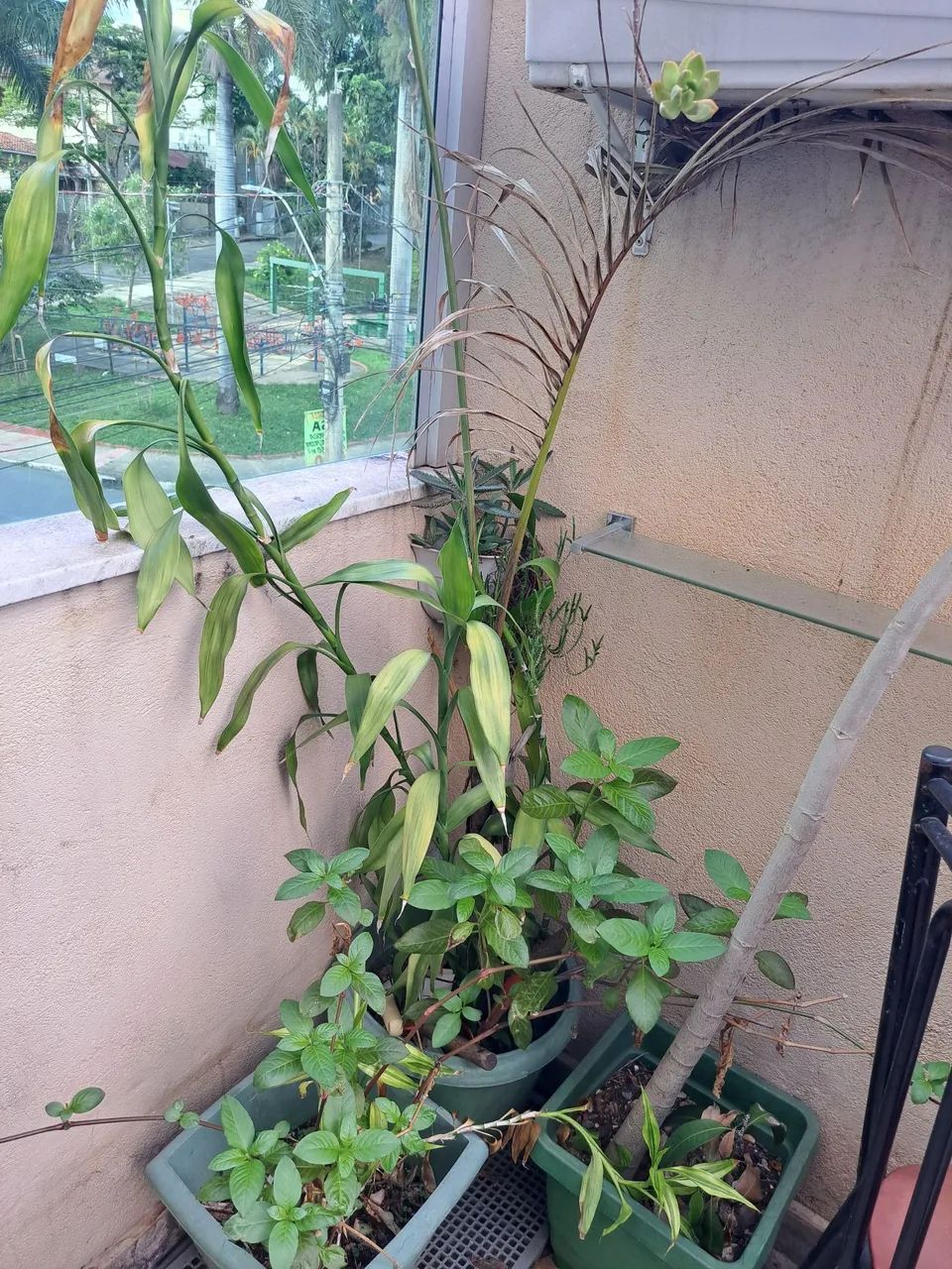 Mini Jardim com Diversas Plantas - Ideal para Varandas