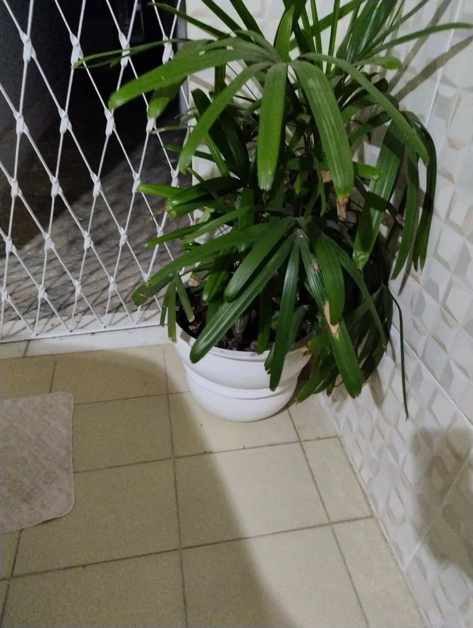 Vendo plantas 