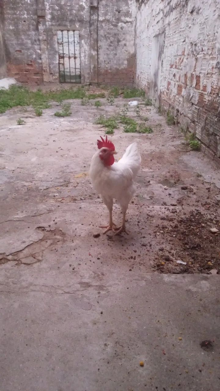 Galinha da raça leghorne  - Foto 5