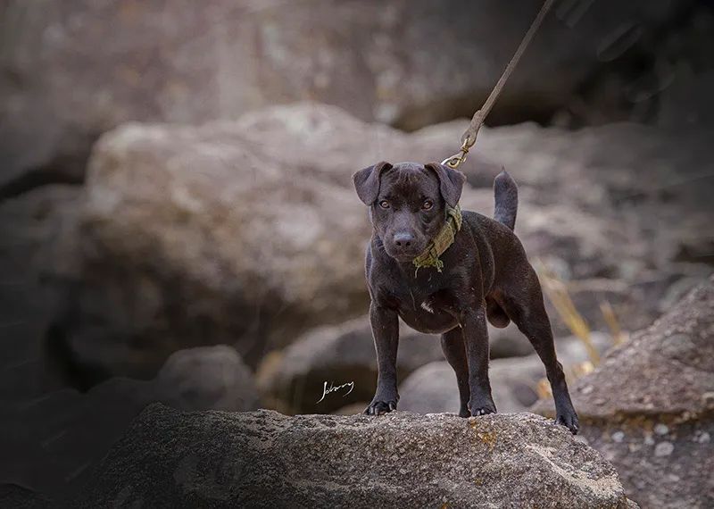 Patterdale Terrier Companheiro e Caçador  - Foto 4