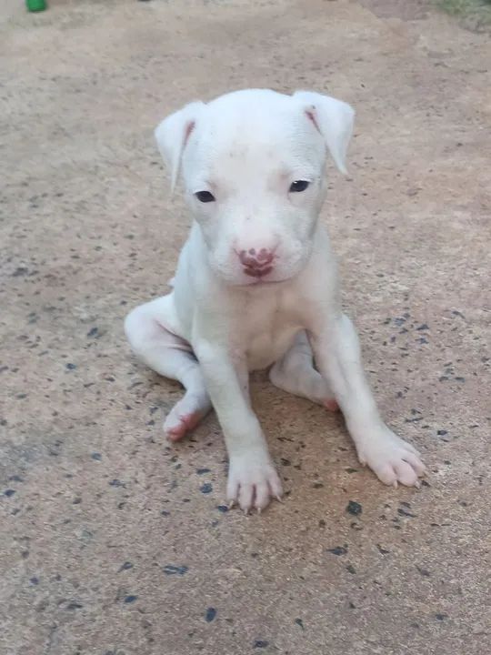 100.00 Filhote Pitbull - Foto 2
