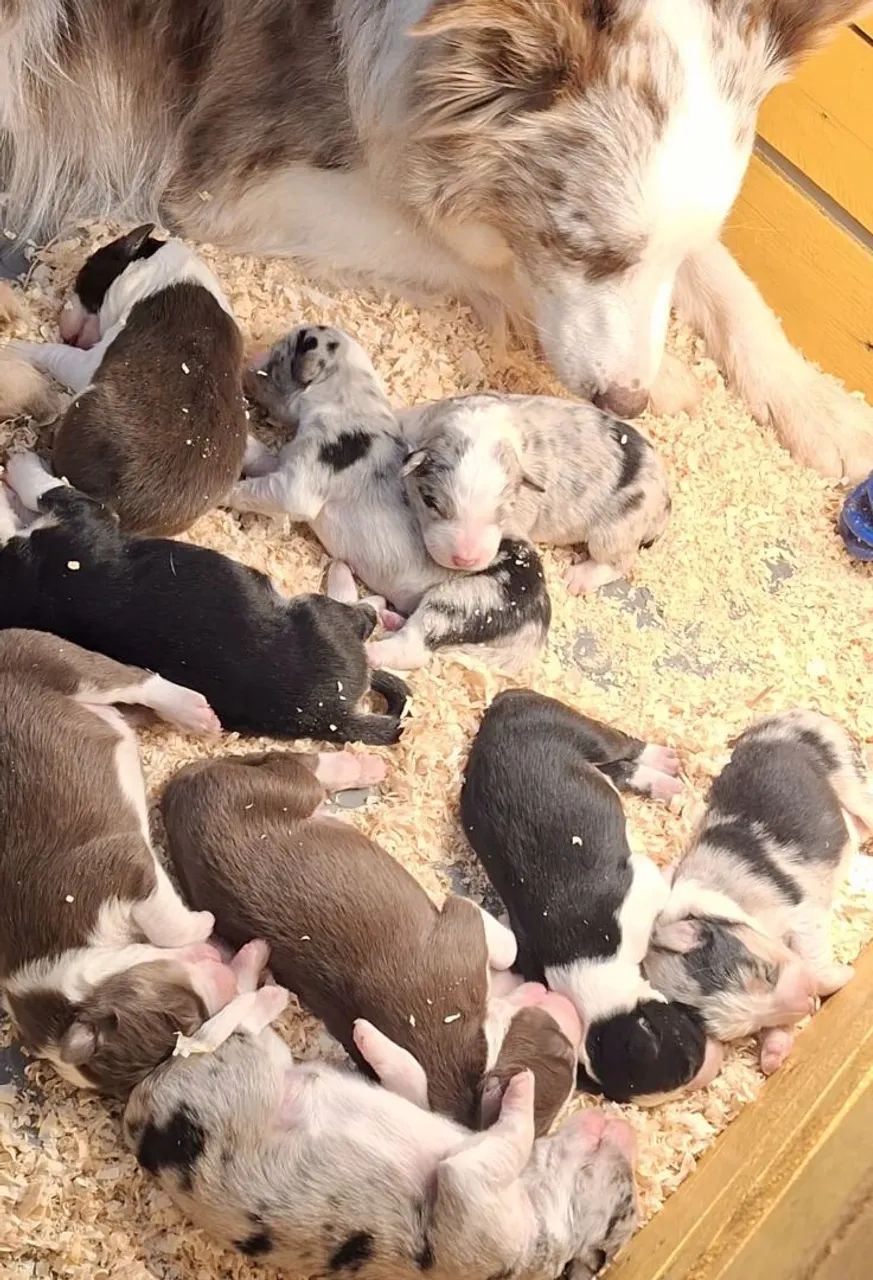 Border Collie insta @border.collie.br - Foto 3