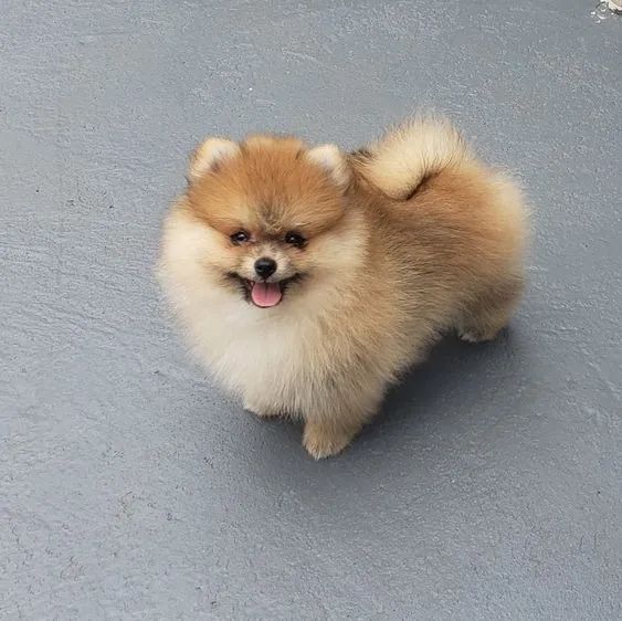 "Filhotes de Spitz Alemão à Venda - A Beleza e a Elegância em Forma de Cão!" - Foto 2