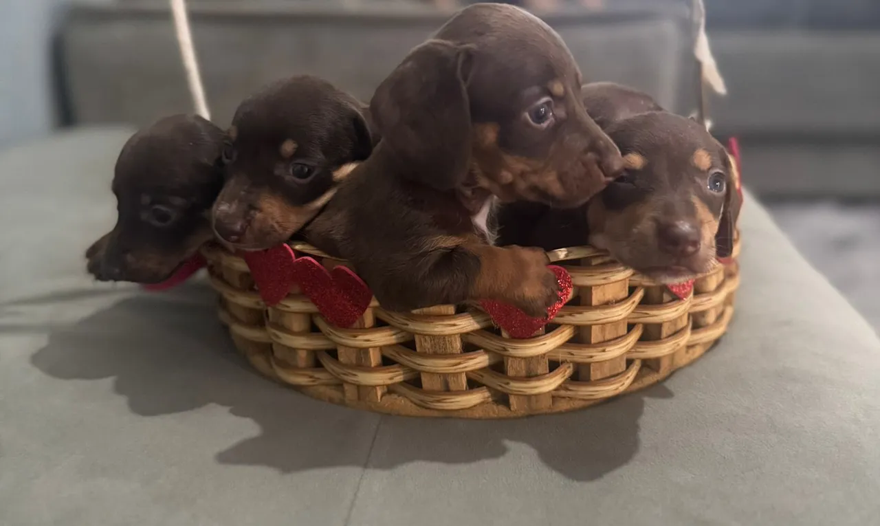 Filhotes de Salsicha/Dachshund