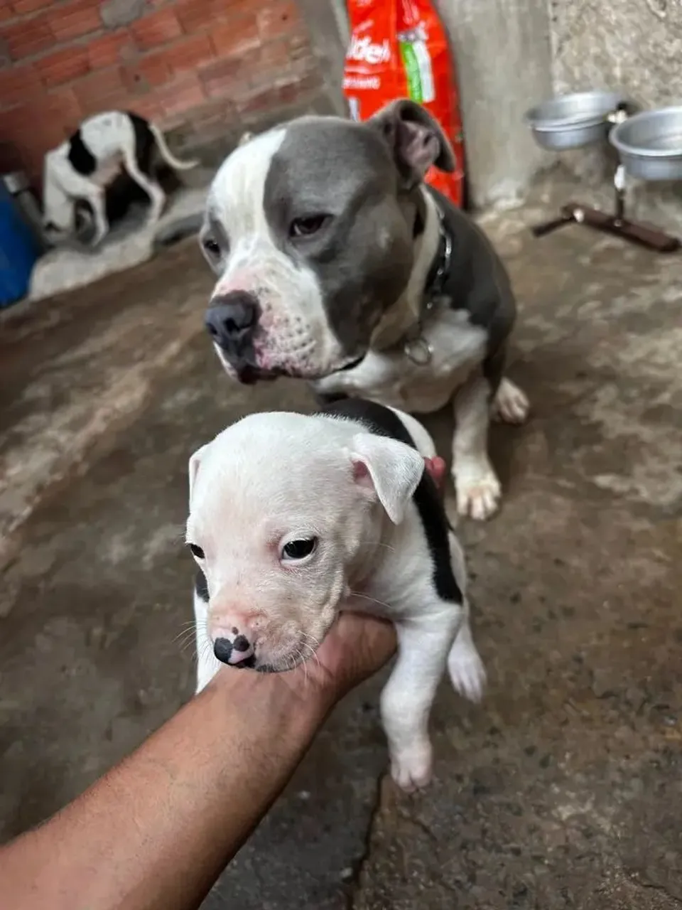 Filhotes de Pitbull com Bully