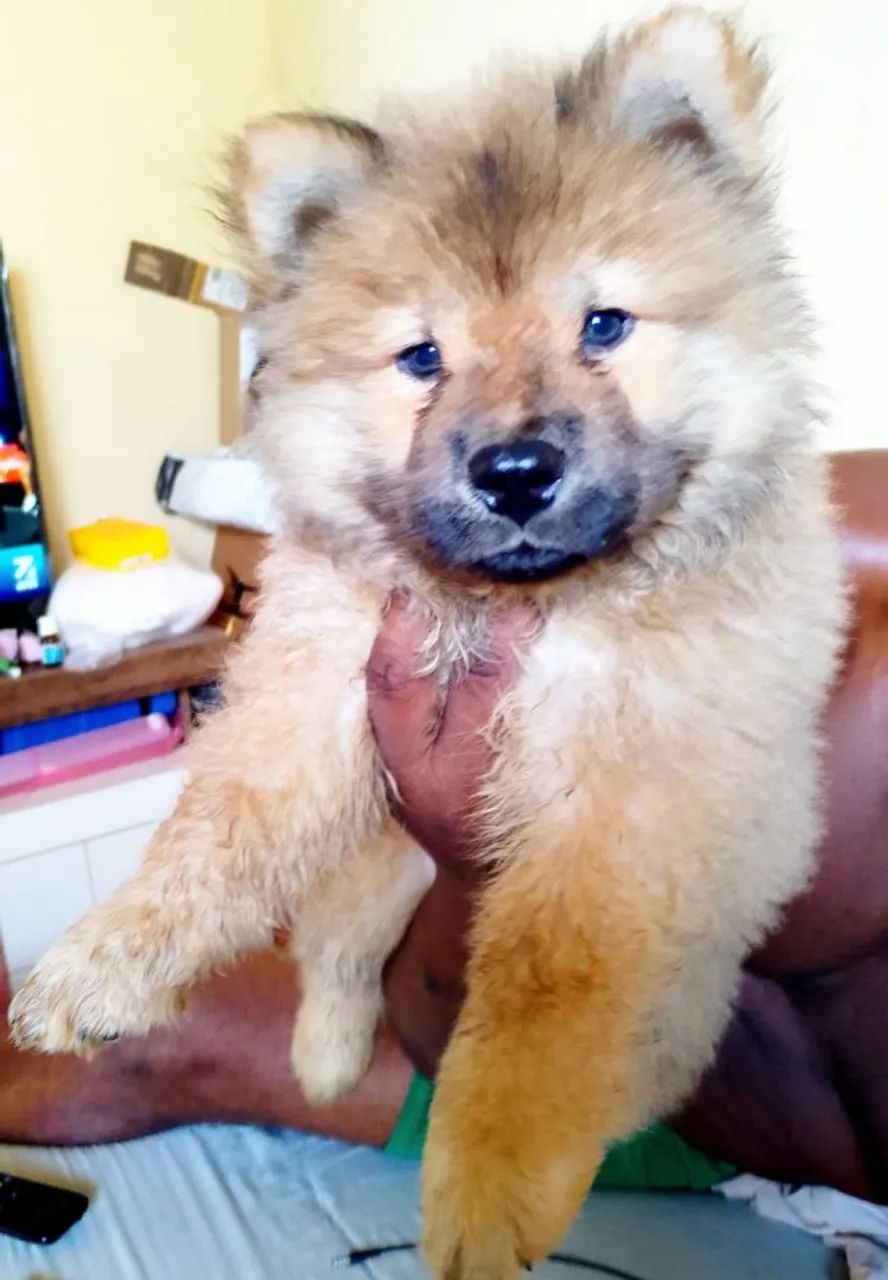 ChowChow (filhotes puros) - Foto 3