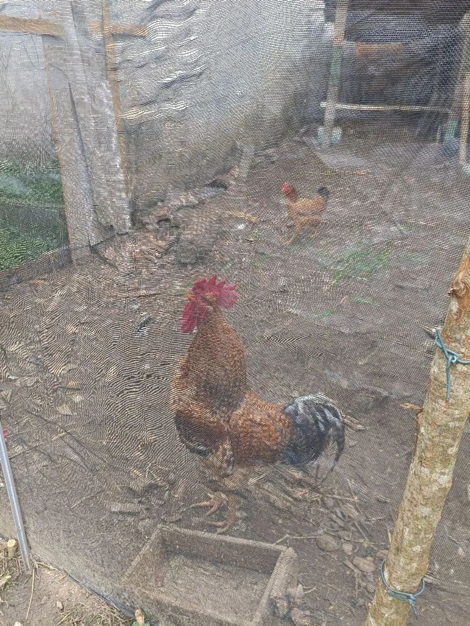 Galo  - Foto 2