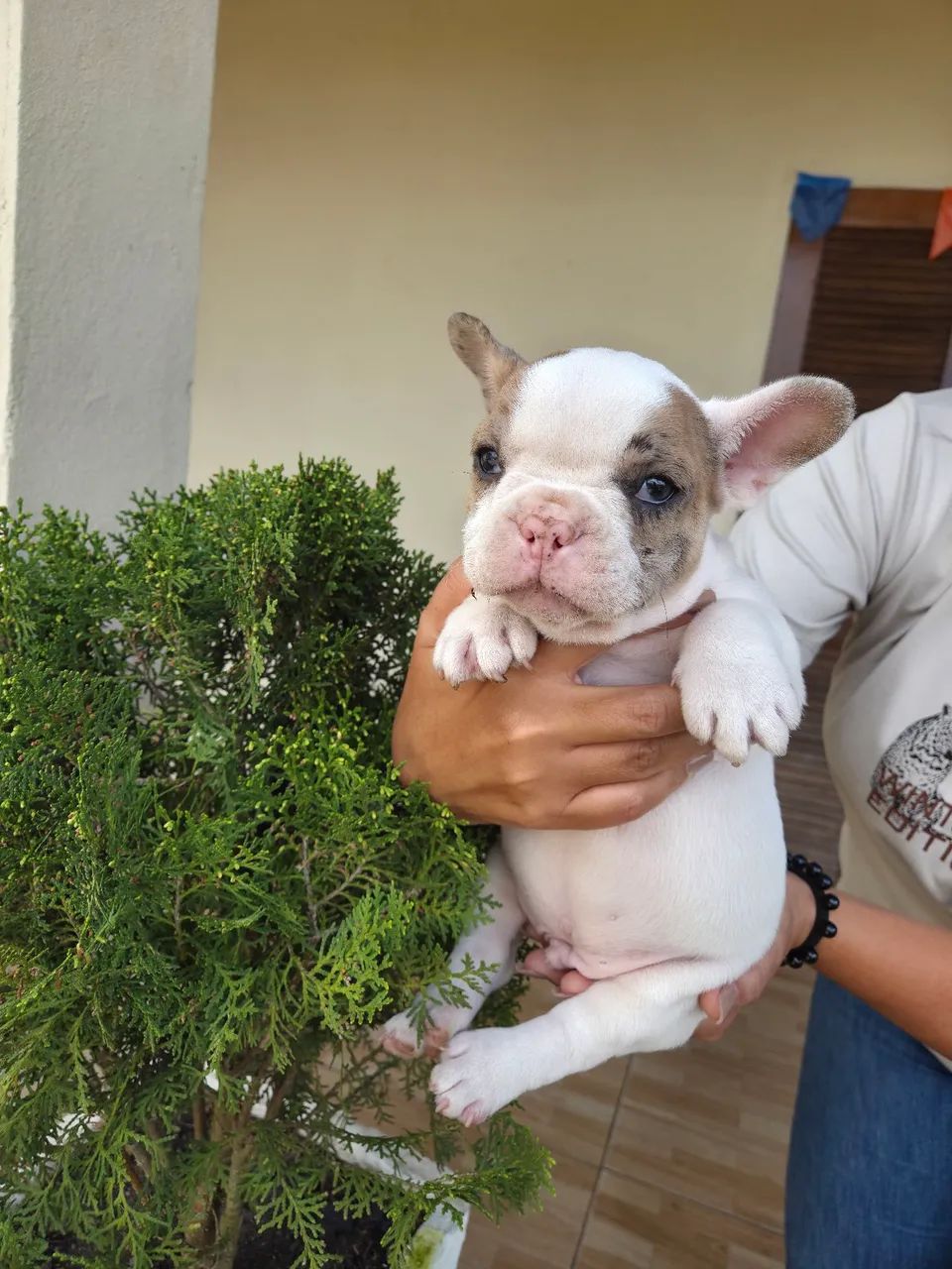 Machinho - Foto 2