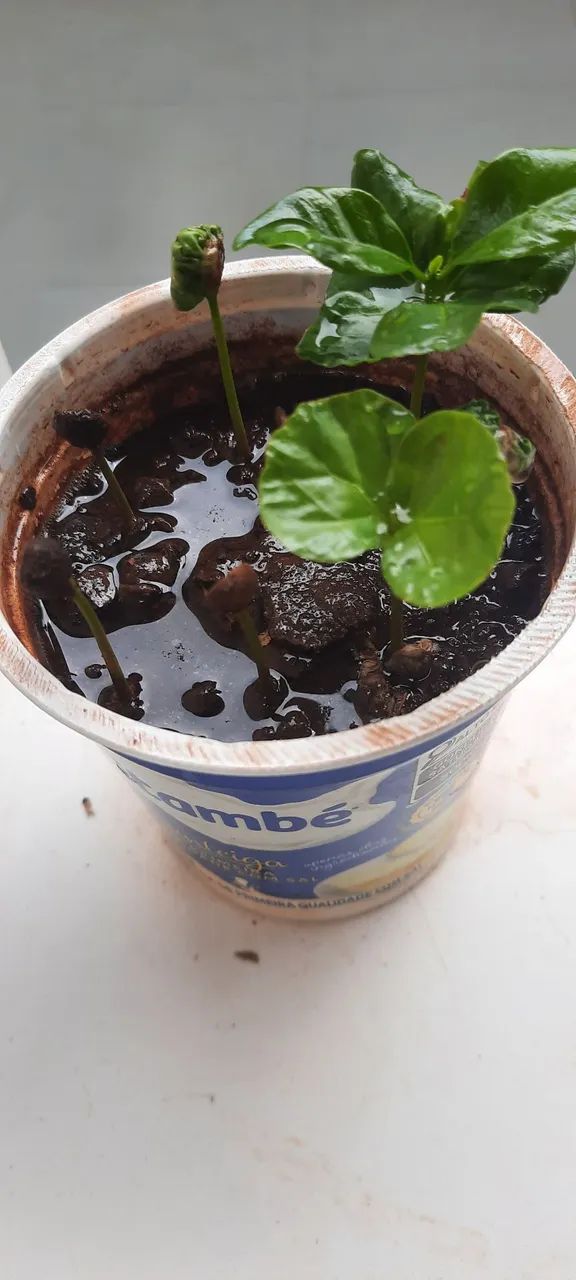 7 mudas de café recém formado  - Foto 2