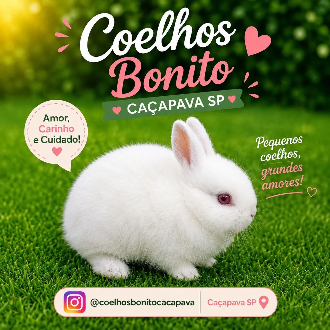  netherland dwarf  coelho anão  - Foto 4