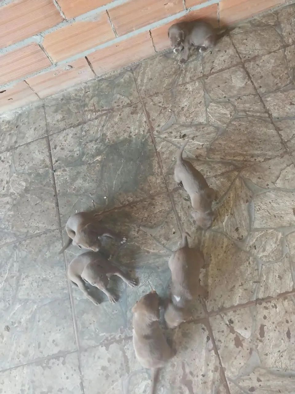 Doação cachorro  - Foto 4