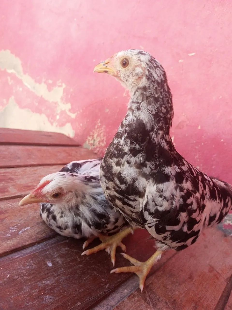 Nagasakis e Mini garnizés  - Foto 2