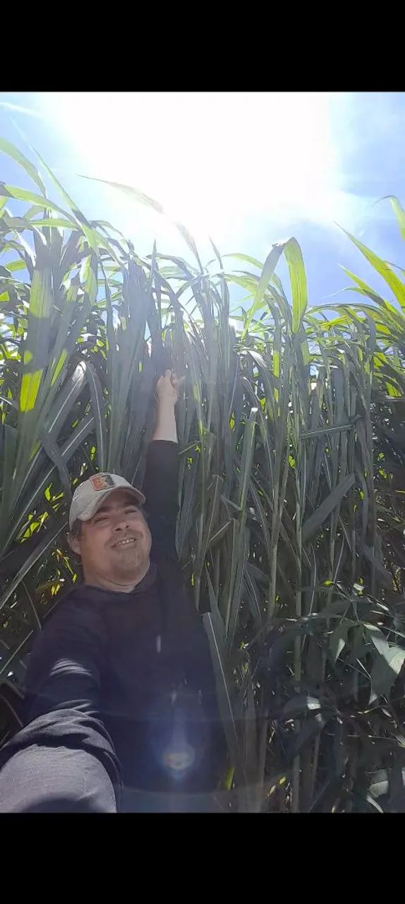 AS CHUVAS ESTA CHEGANDO PLANTE CAPIAÇU E NAO SOFRA NO VERAO