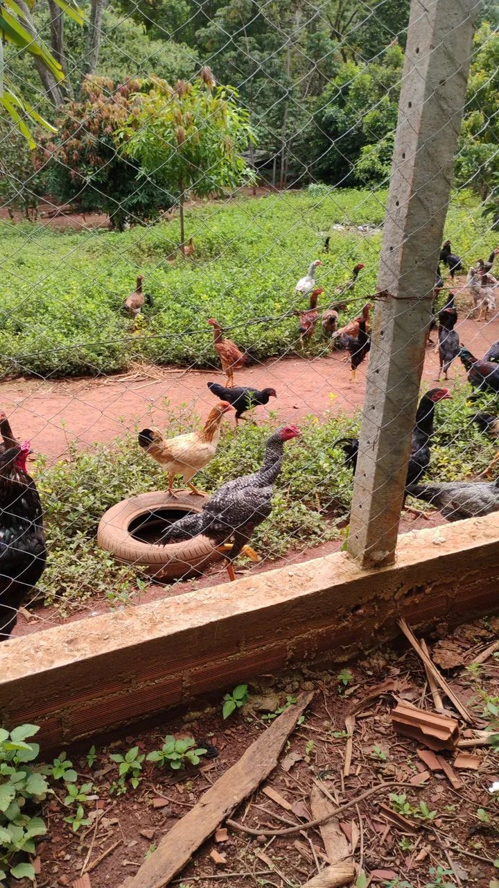 Galinhas caipira  - Foto 2