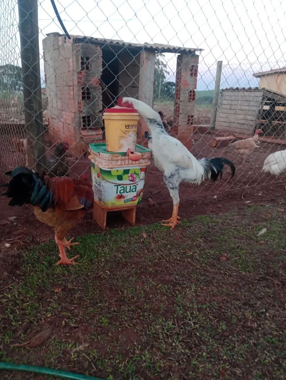 Frango Índio gigante  - Foto 5