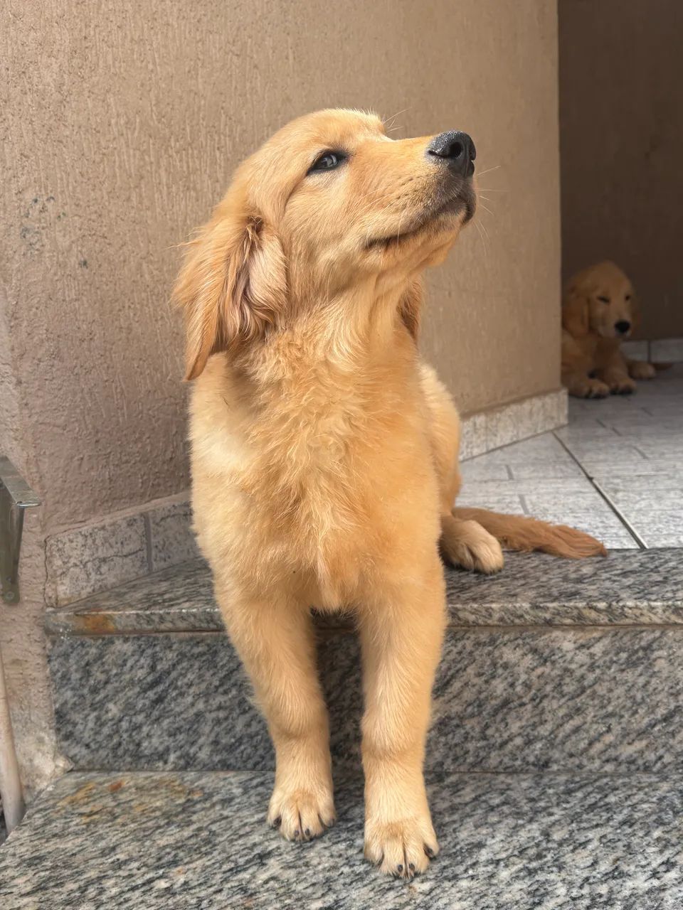 Filhotes de Golden Retriver  - Foto 5